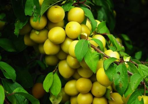 Plum tree fruit laden branch